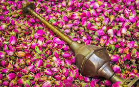 تصویر 4 از خرید گل محمدی اصلاح شده + قیمت فروش استثنایی
